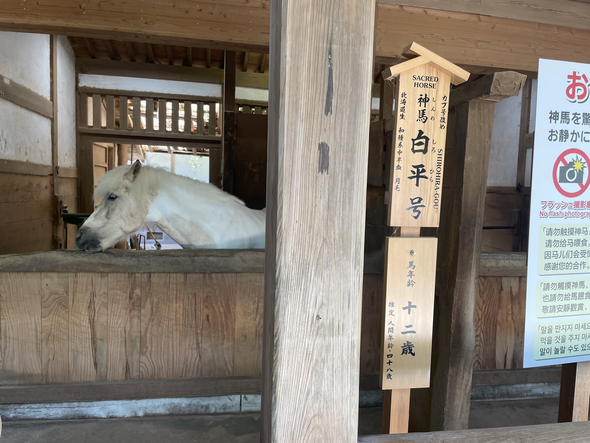 金刀比羅宮にいる神馬。白く美しい姿で参拝者を迎える神聖な馬