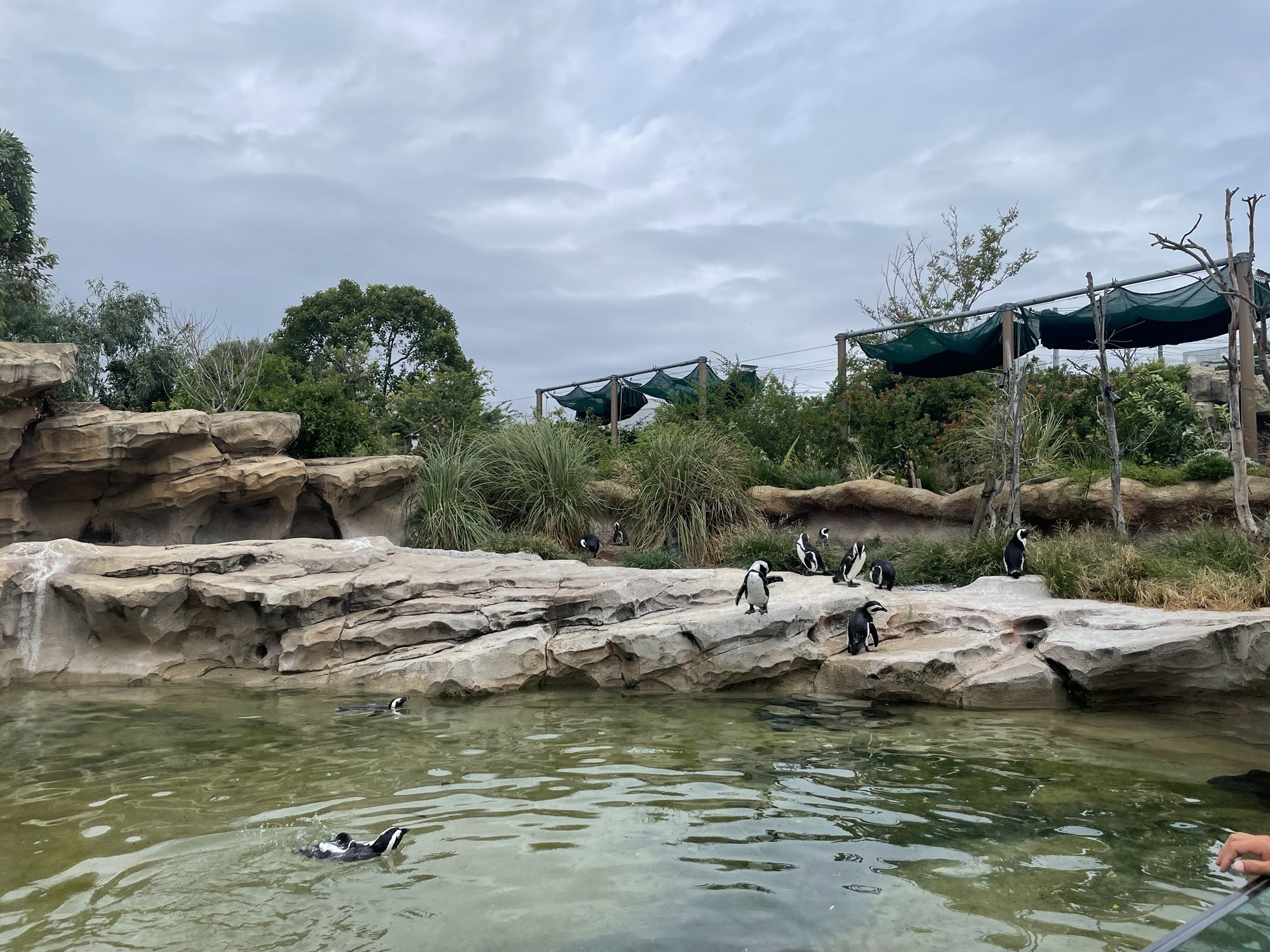 神戸どうぶつ王国のペンギン。水辺で立っている様子や、背後に園内の背景が見える。