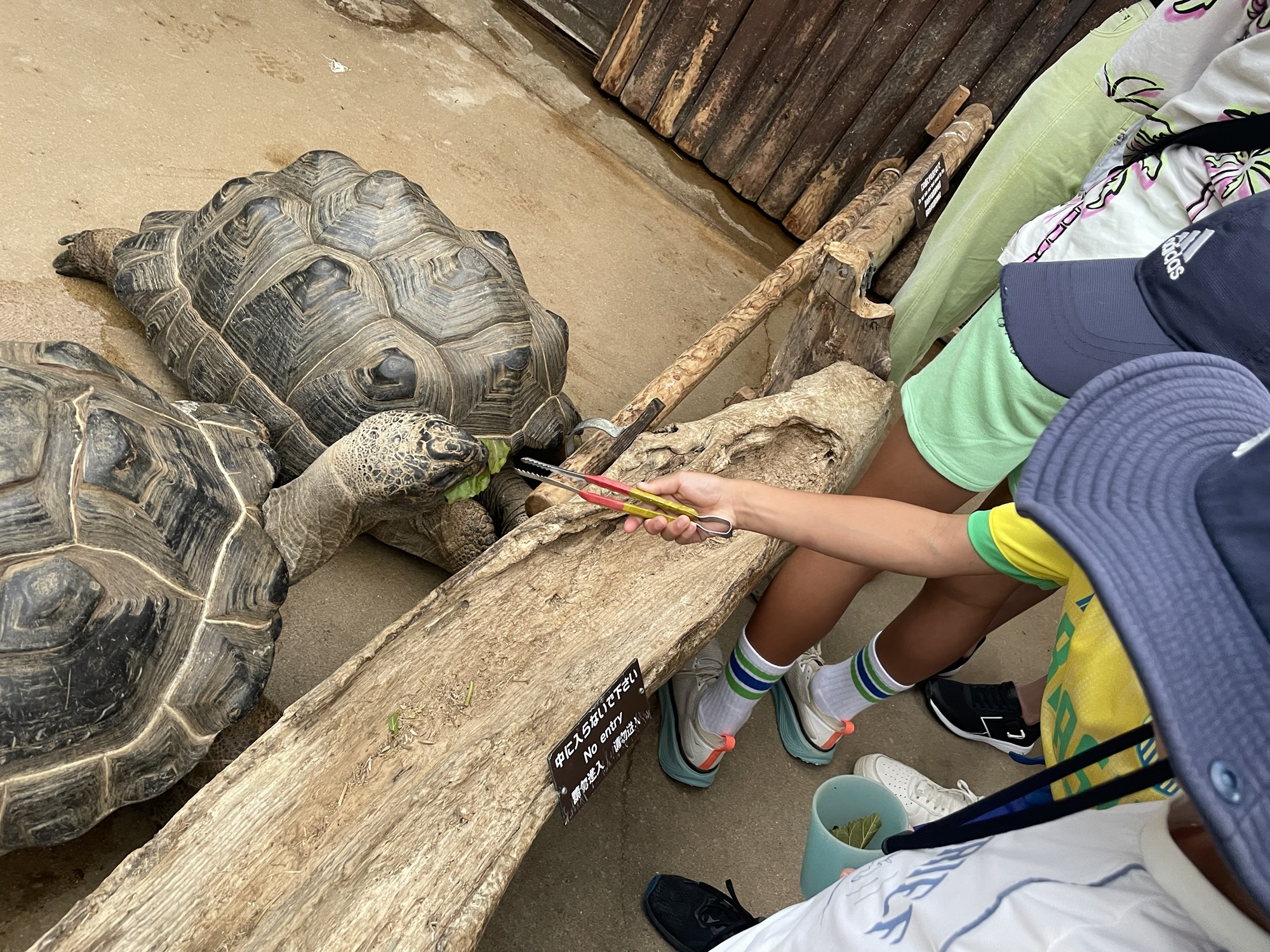 神戸どうぶつ王国で亀に餌をあげる子どもたち。手に餌を持った子どもと亀が見える