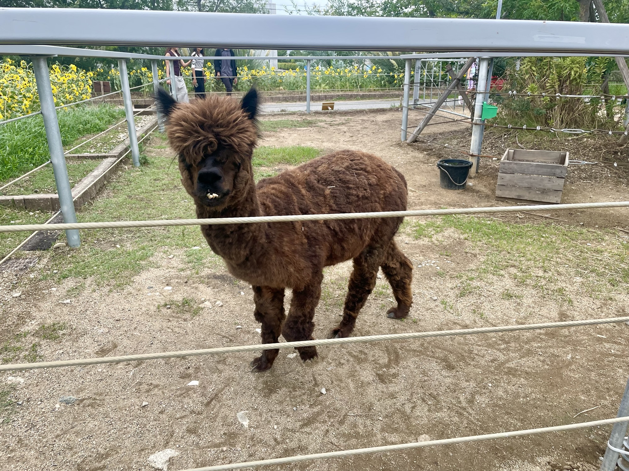 神戸どうぶつ王国でアルパカに餌をあげる様子。子どもたちが餌を手に持ち、アルパカが近づいて食べている。