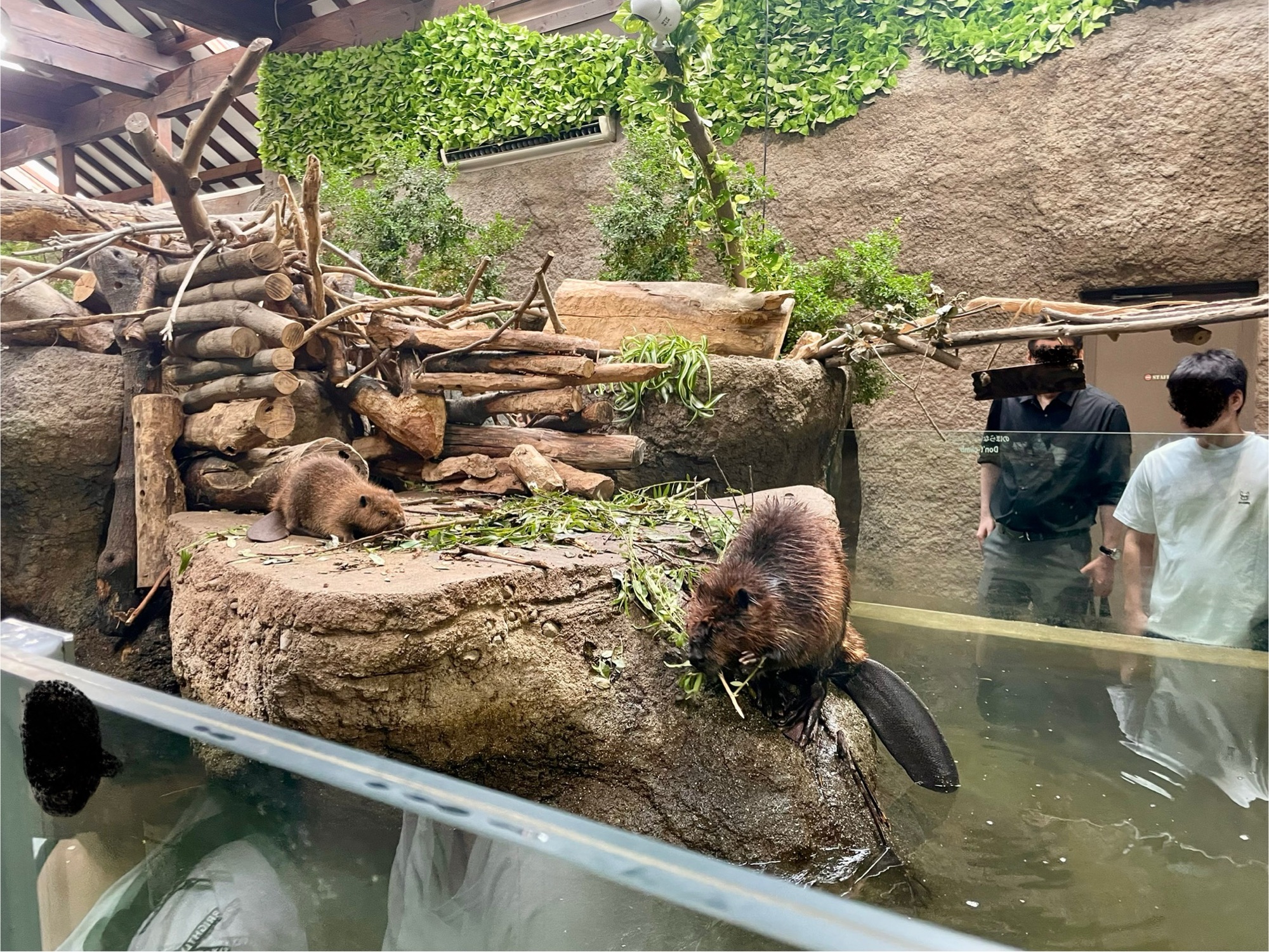 神戸どうぶつ王国で展示されているカワウソ。水槽の中で泳ぐカワウソや、岩の上で遊ぶ姿が見える。