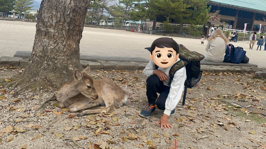 宮島で鹿に話しかける6歳の男の子