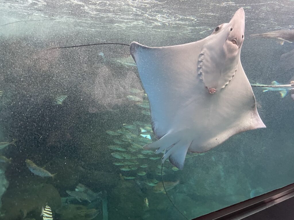 水槽の中を泳ぐエイ