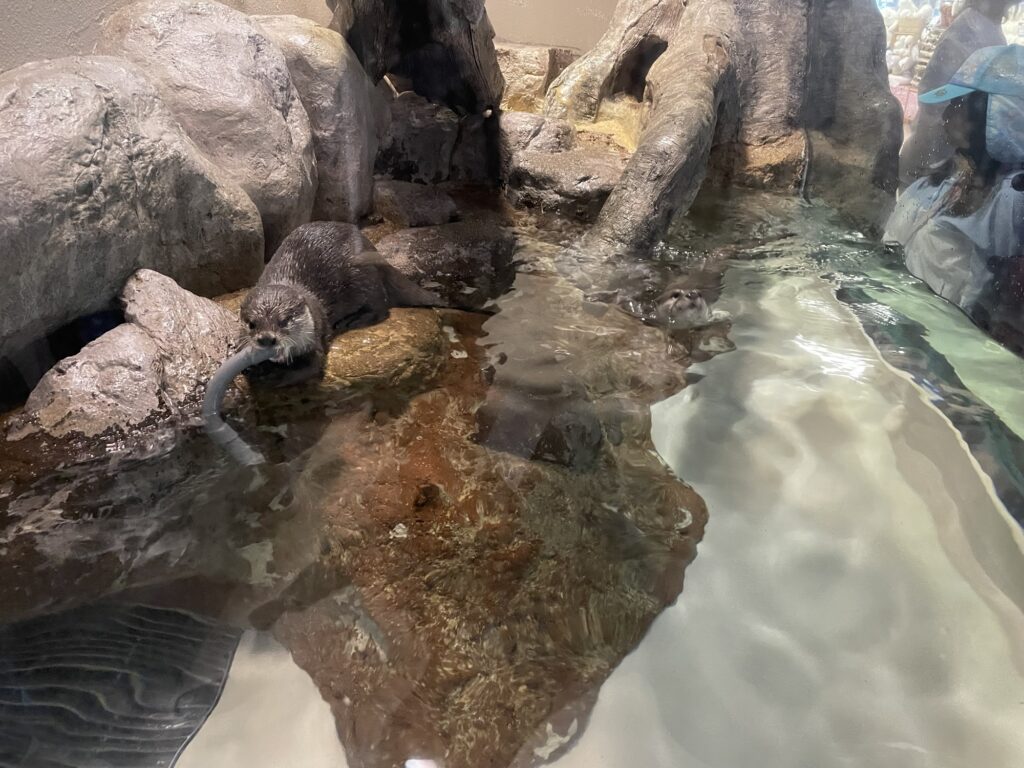 水槽に近づいてカワウソを見る子ども
