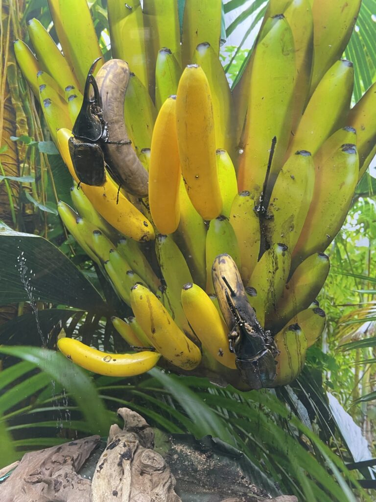 ヘラクレスオオカブトを展示する水族館のコーナー