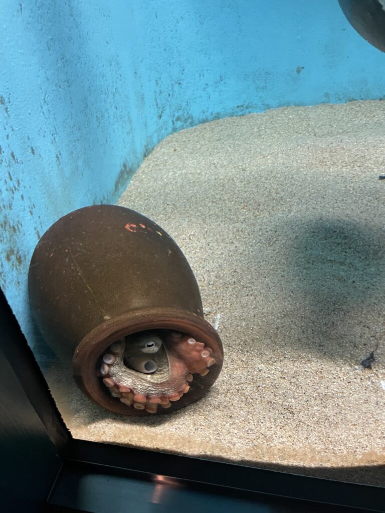 タコツボに入っているタコの様子