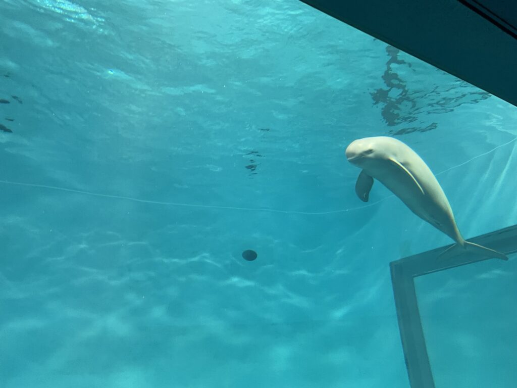 宮島水族館で泳ぐスナメリの様子